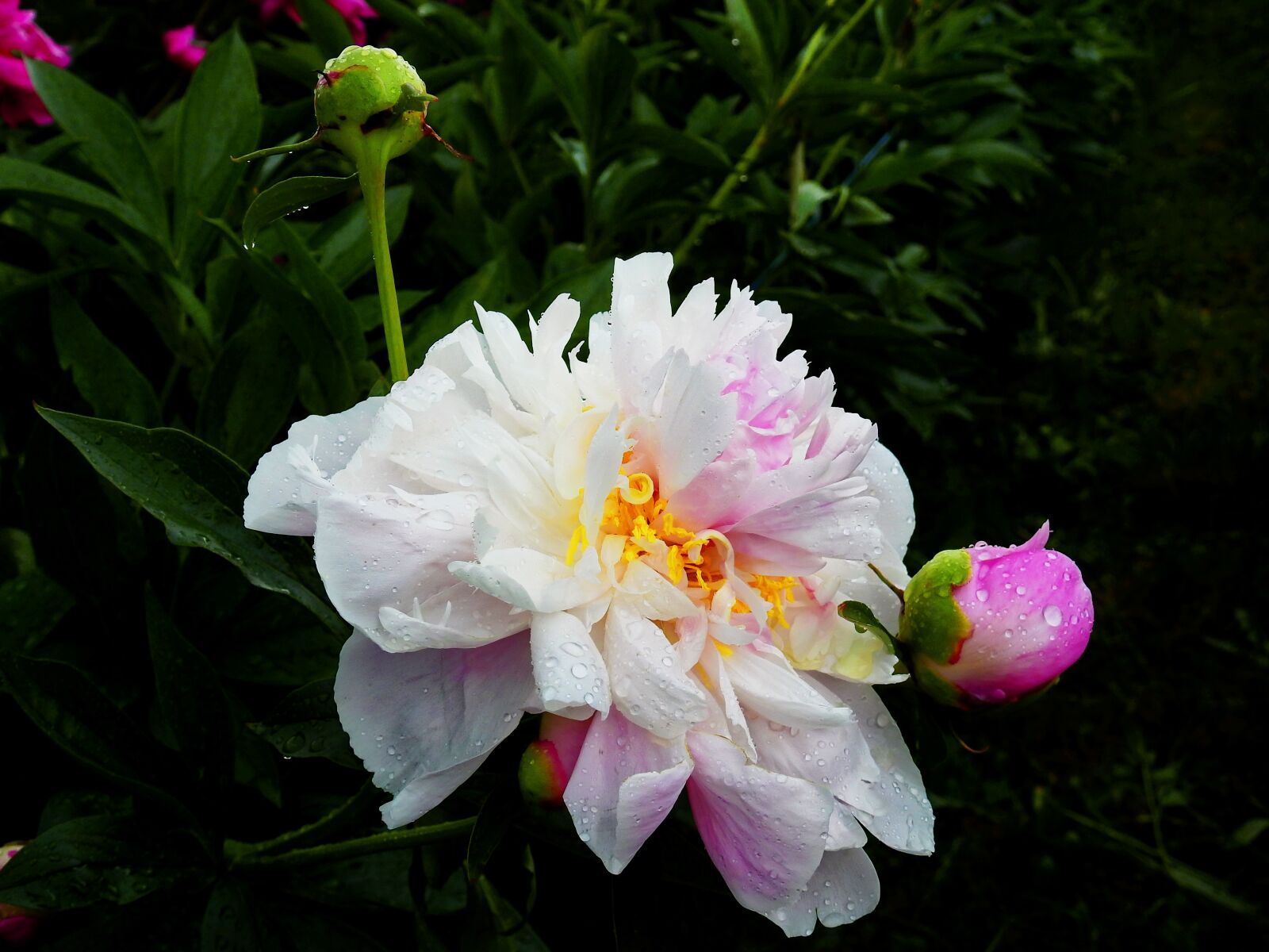 Nikon Coolpix P900 sample photo. Flower, blossom, bloom photography