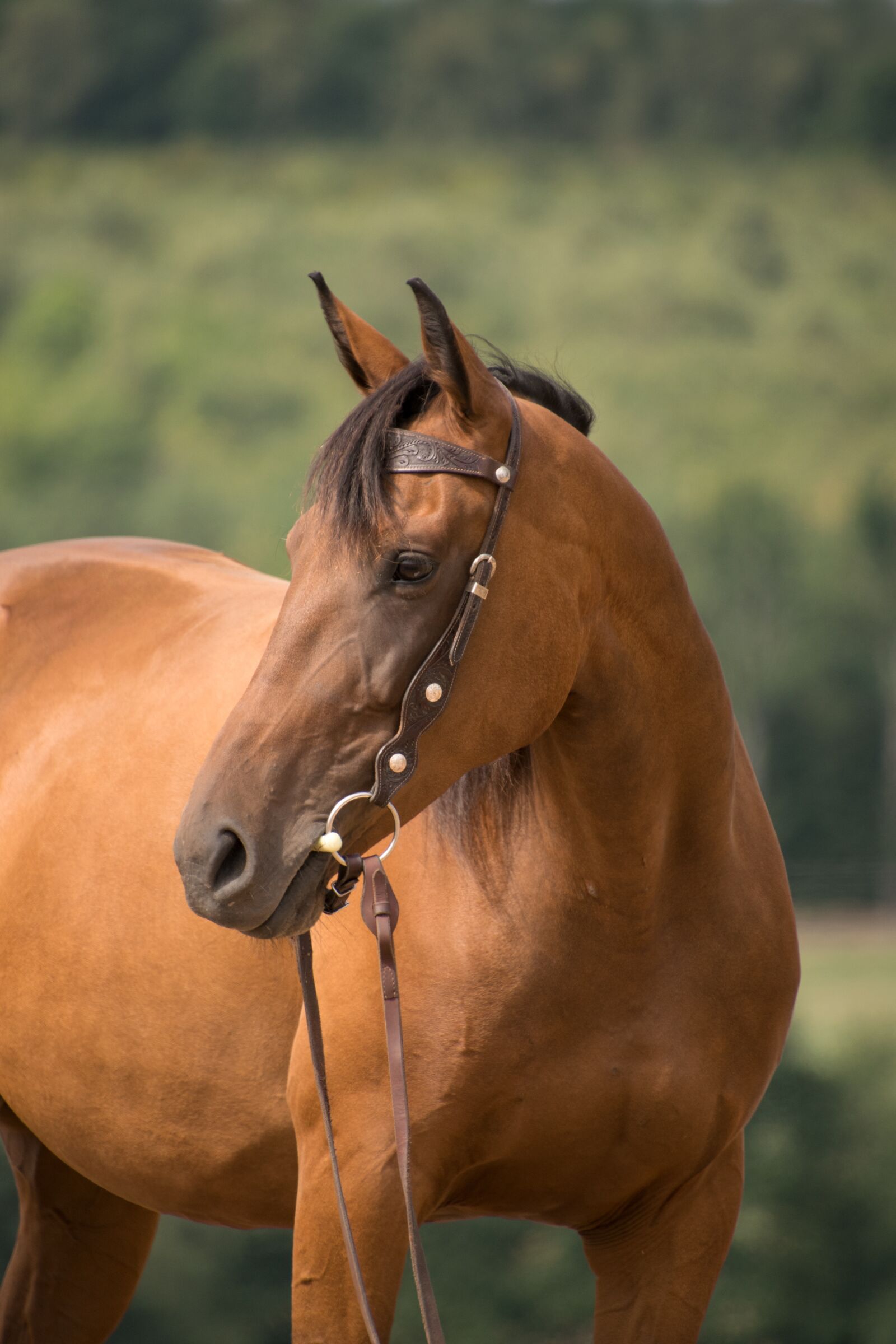 Nikon D3300 sample photo. Horse, portrait, western photography