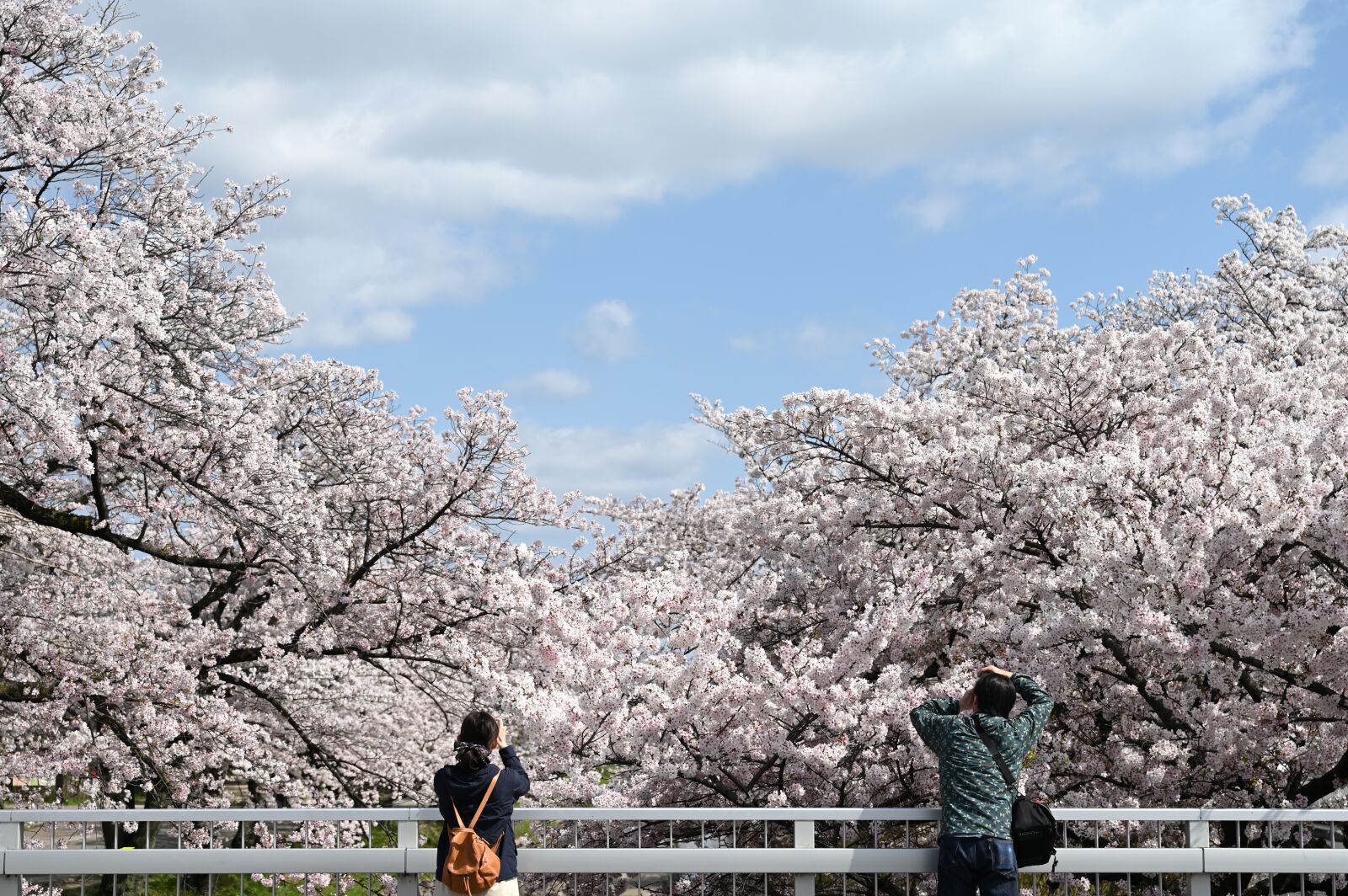 Nikon Nikkor Z 24-70mm F2.8 S sample photo. Cherry blossoms, bridge, natural photography