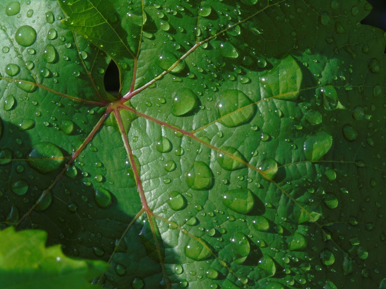 Sony Cyber-shot DSC-H400 sample photo. Leaf, drops, rain photography
