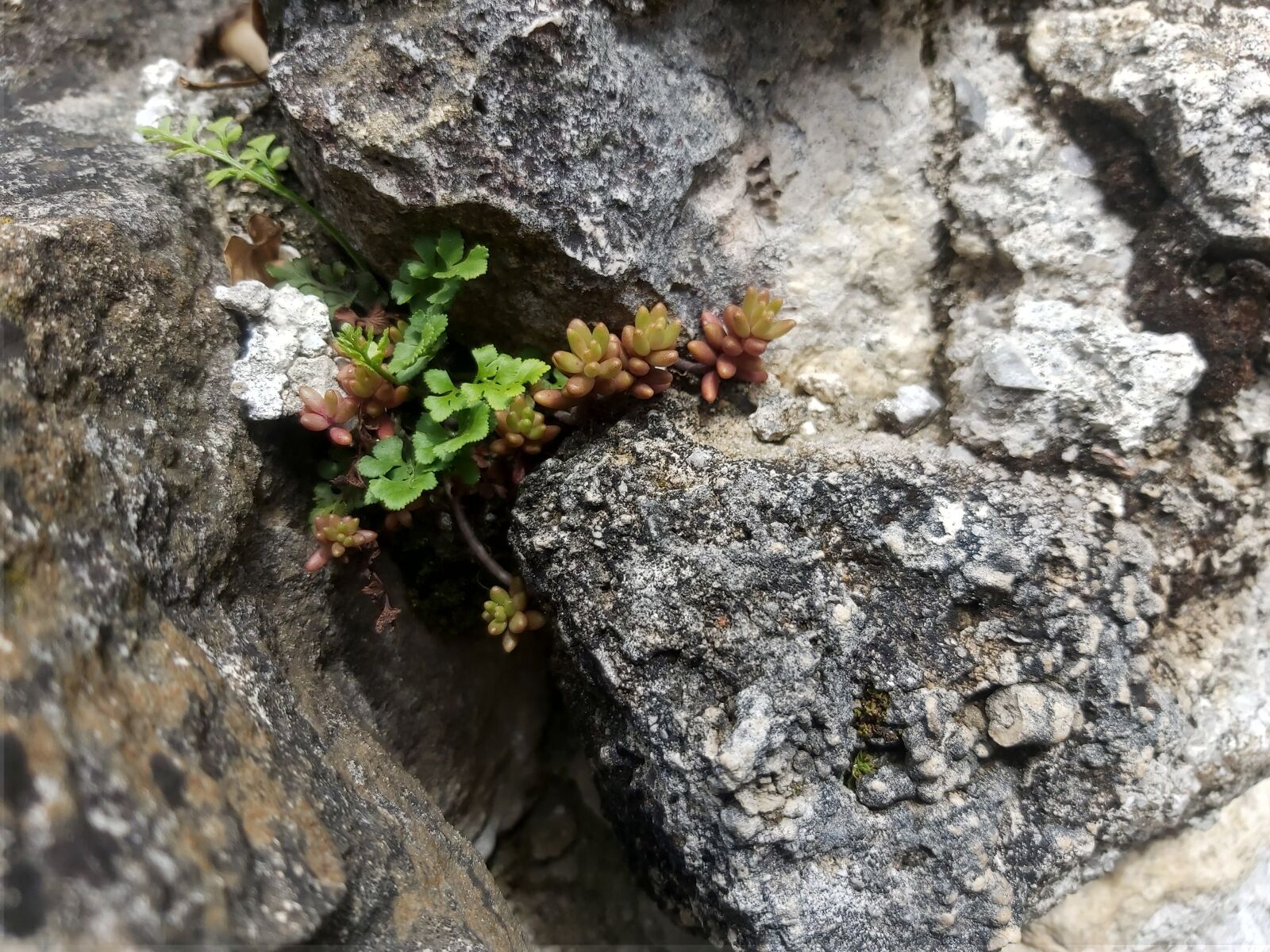 Samsung Galaxy A70 sample photo. Rock, nature, plant photography