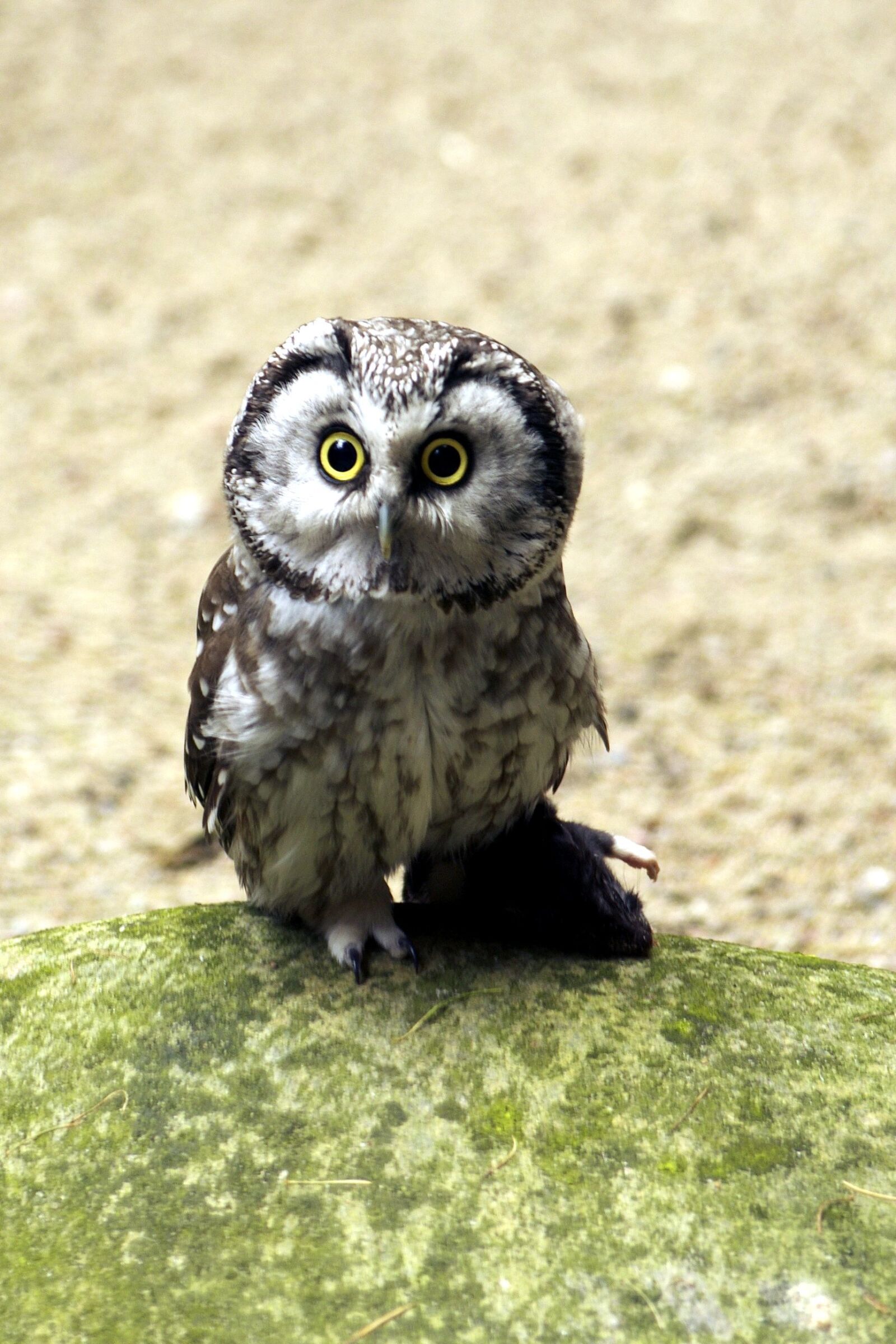 Pentax K-5 sample photo. Pygmy owl, owl bird photography