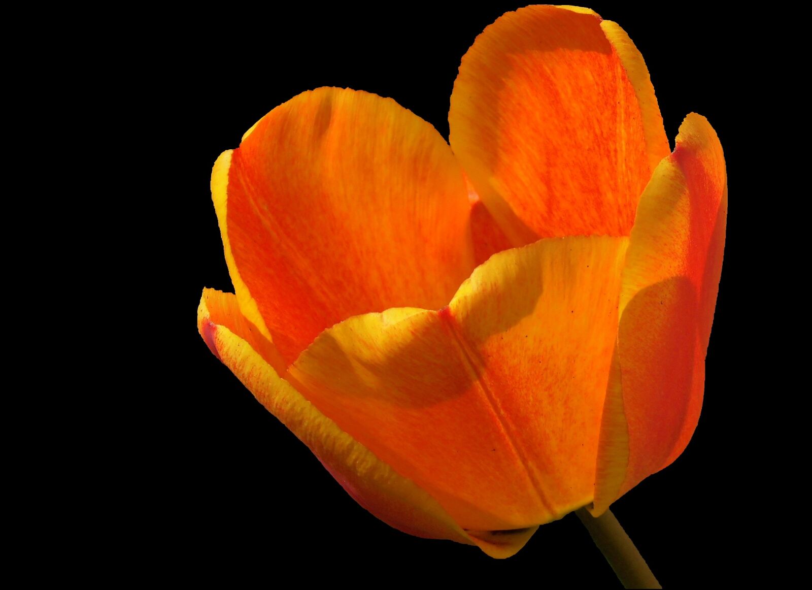 MEDION MD86824 sample photo. Tulip, tulipa, blossom photography