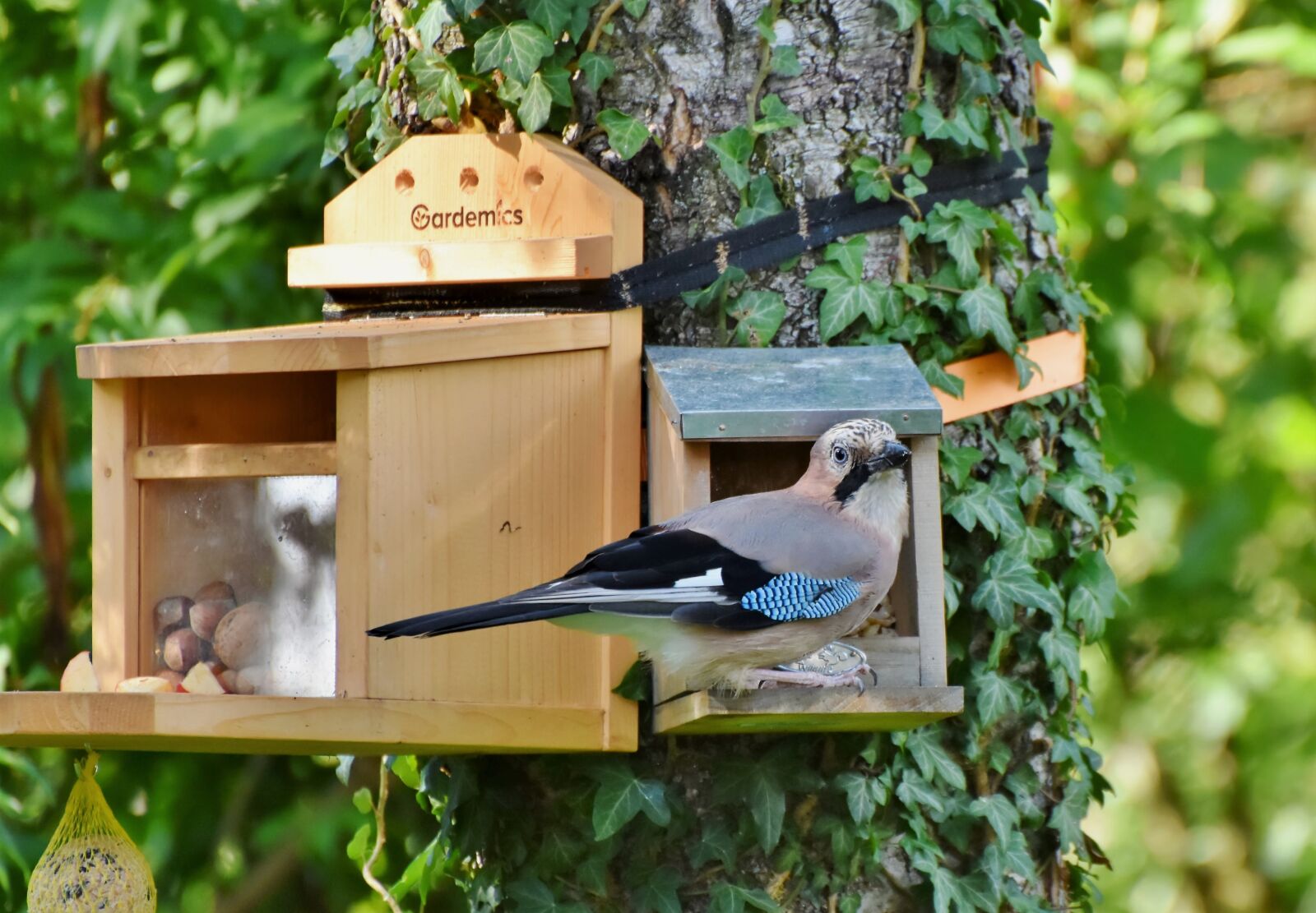 Nikon D7200 sample photo. Jay, raven bird, bird photography