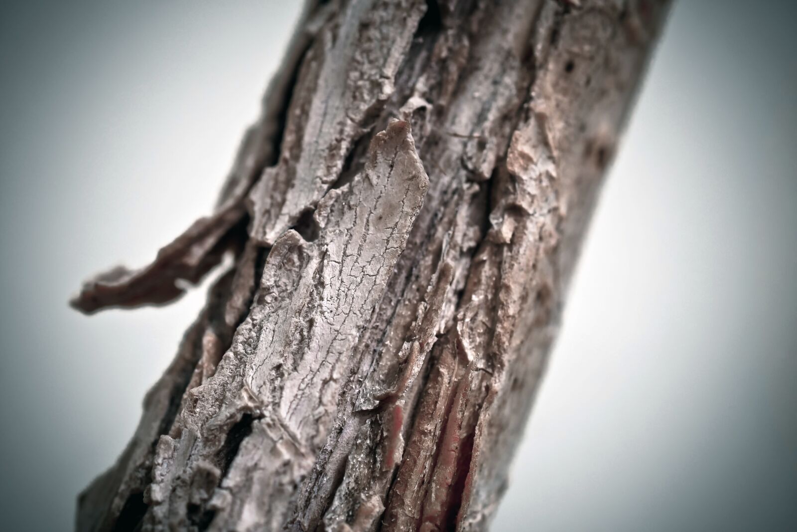 Olympus OM-D E-M10 sample photo. Tree, branch, bark photography