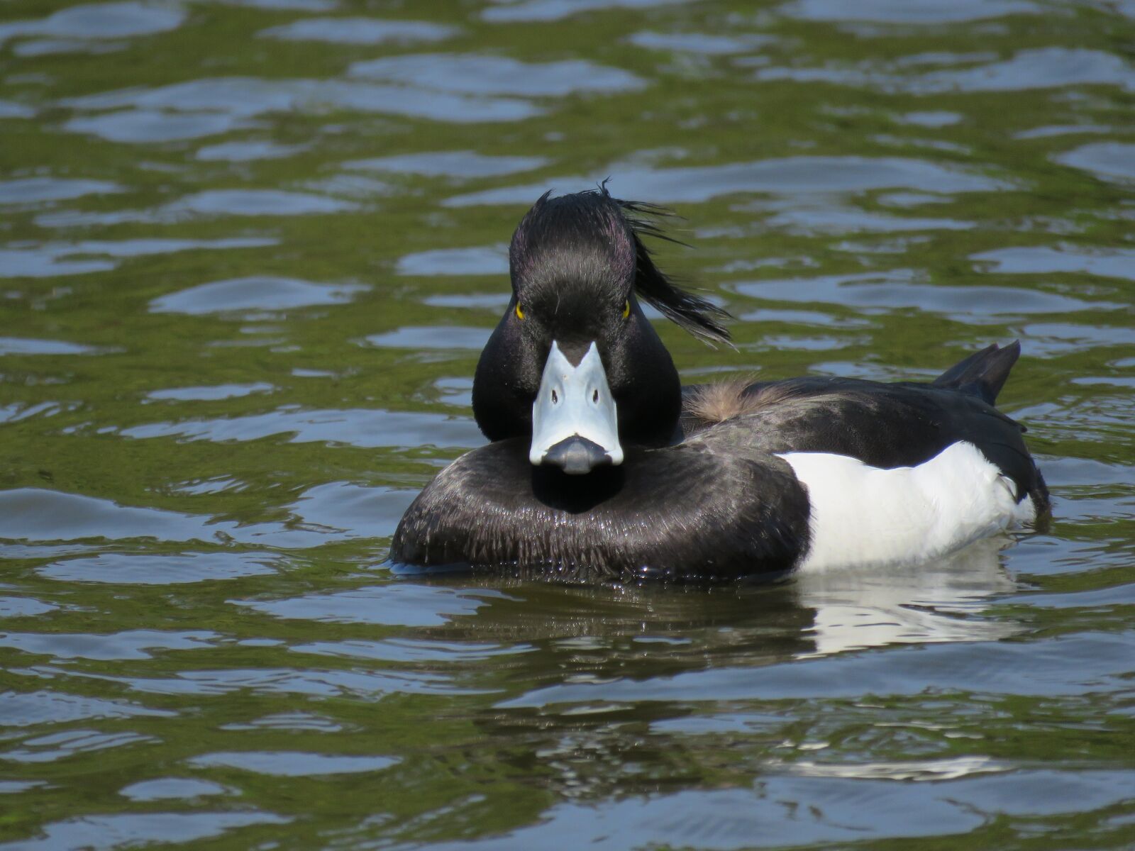Canon PowerShot SX60 HS sample photo. Animal, wild birds, waterfowl photography