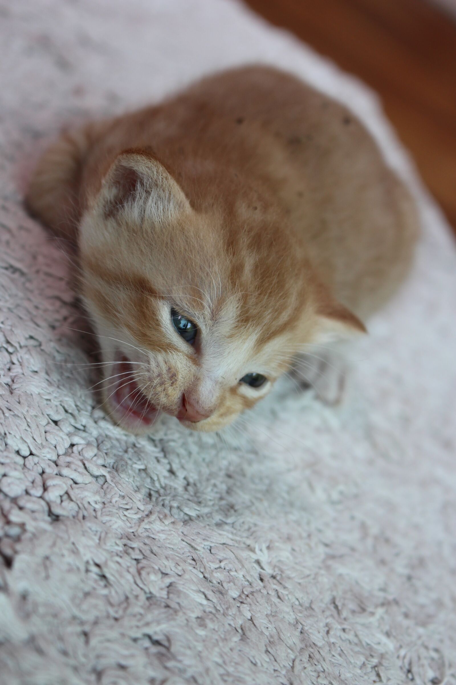Canon EOS 700D (EOS Rebel T5i / EOS Kiss X7i) sample photo. Pet, cat, kitten photography