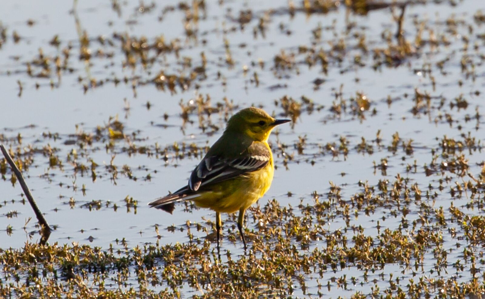 Canon EOS 5D Mark II sample photo. Yellow wagtail, motacilla flava photography
