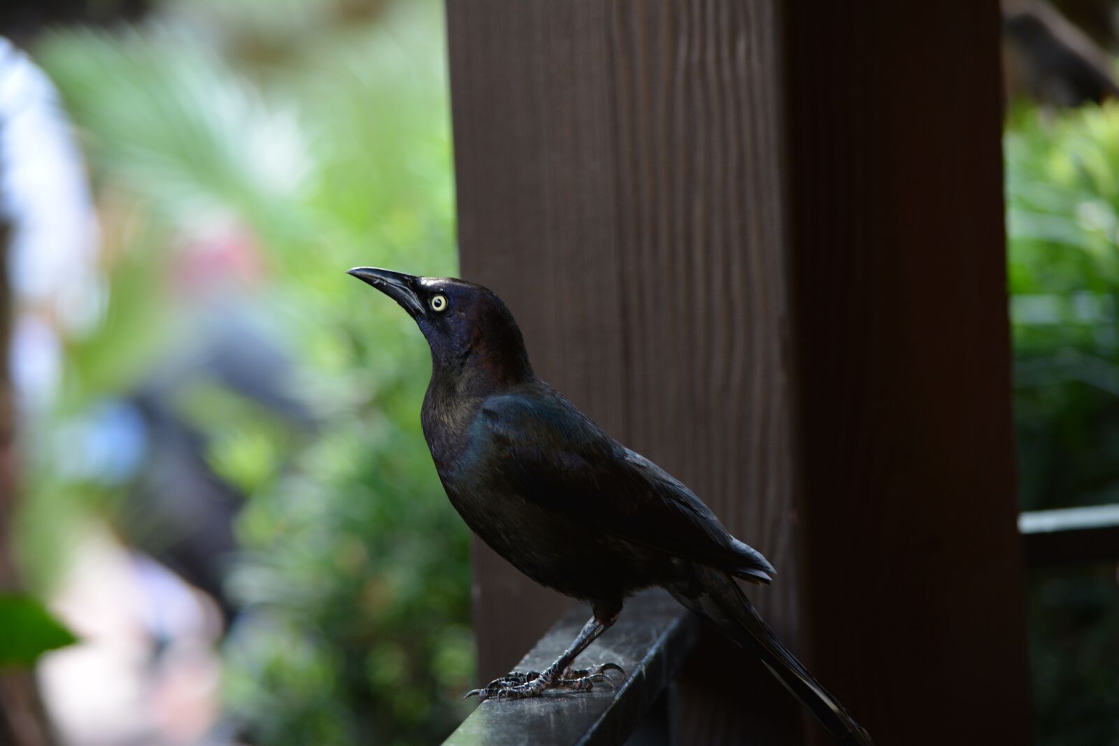 Nikon D5200 sample photo. Bird, blackbird, nature photography