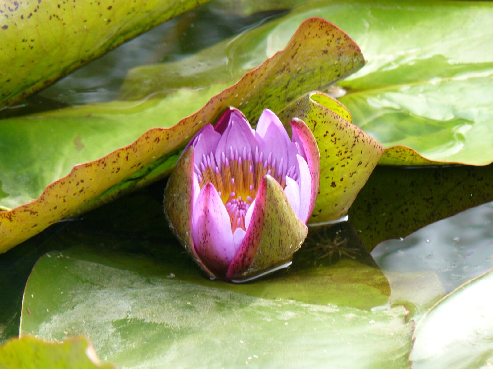 Panasonic DMC-FZ8 sample photo. Water lily, pond, pink photography
