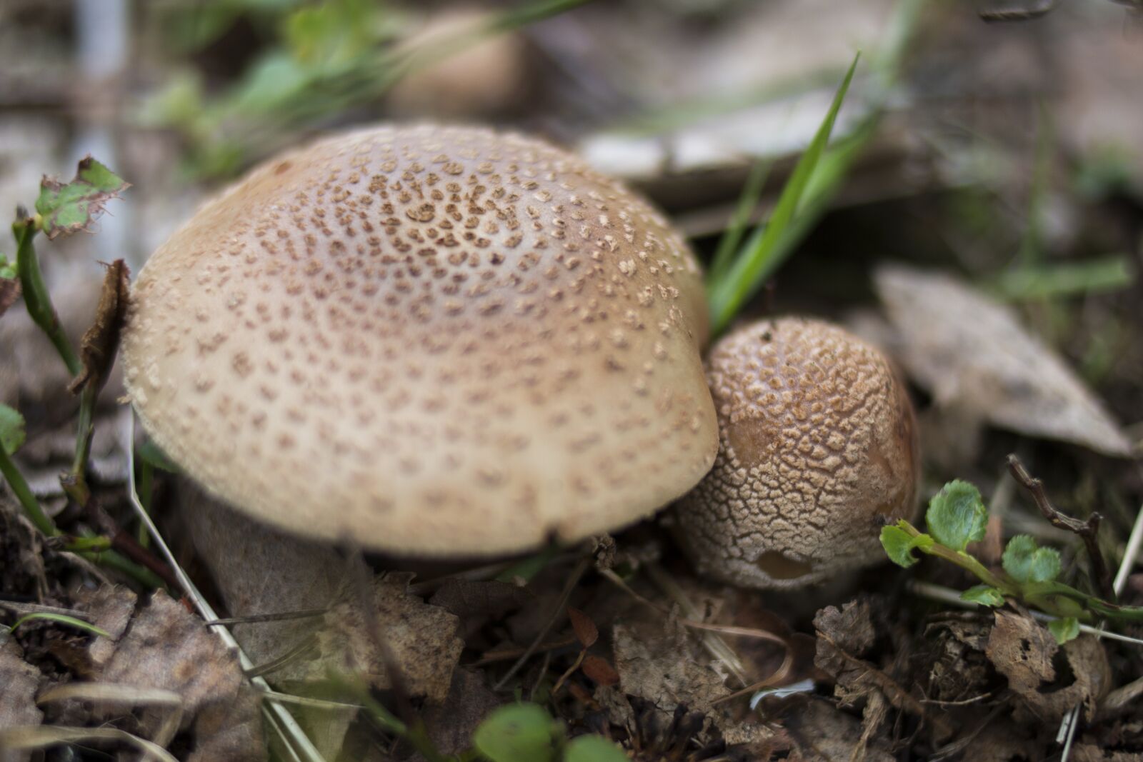 Canon EOS 70D + Canon EF 35mm F2 sample photo. Mushroom, brown, nature photography