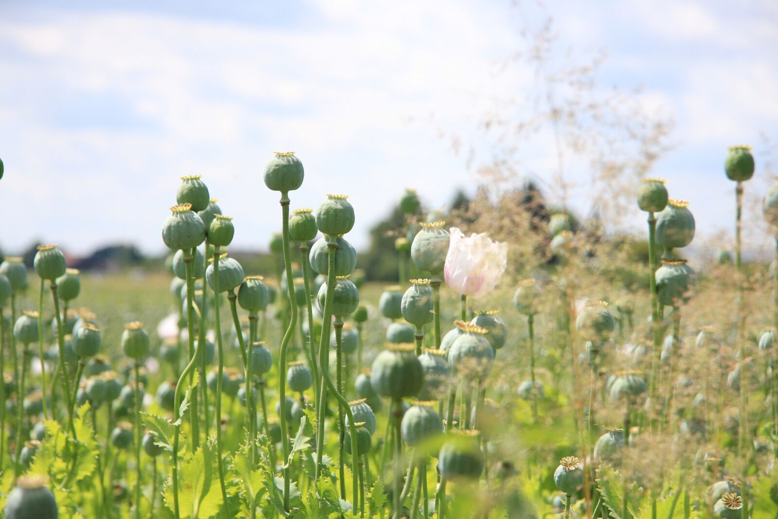 Canon EOS 40D sample photo. Moon, field, summer photography