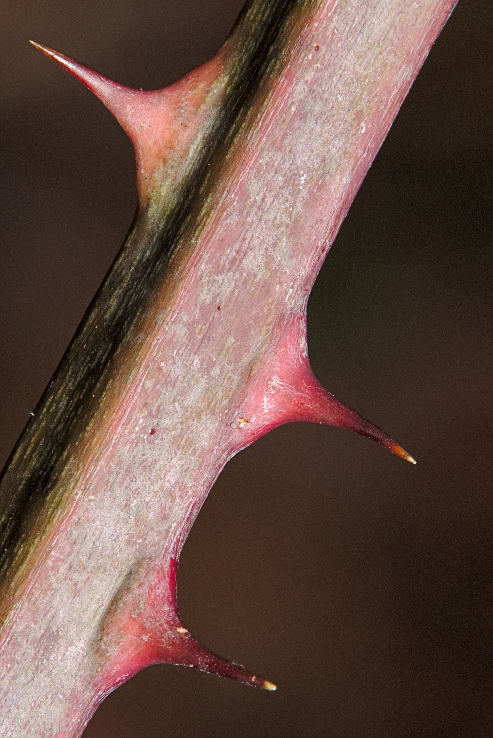 Canon EOS M5 + Canon EF-M 18-150mm F3.5-6.3 IS STM sample photo. Thorns, blackberry, nature photography