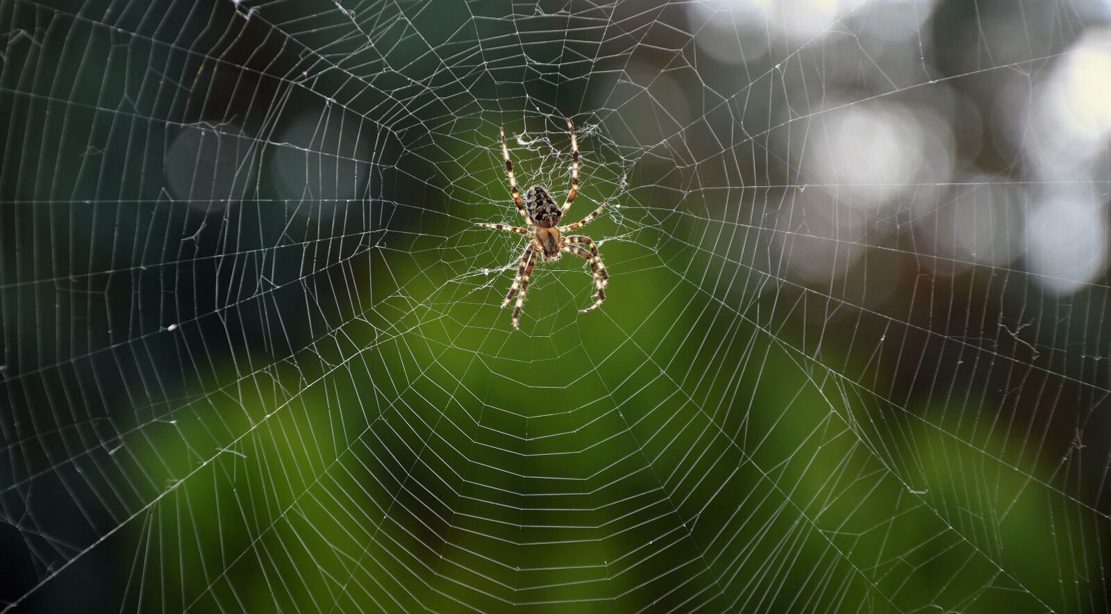 Nikon D3200 sample photo. Spider, araneus, wheel spider photography