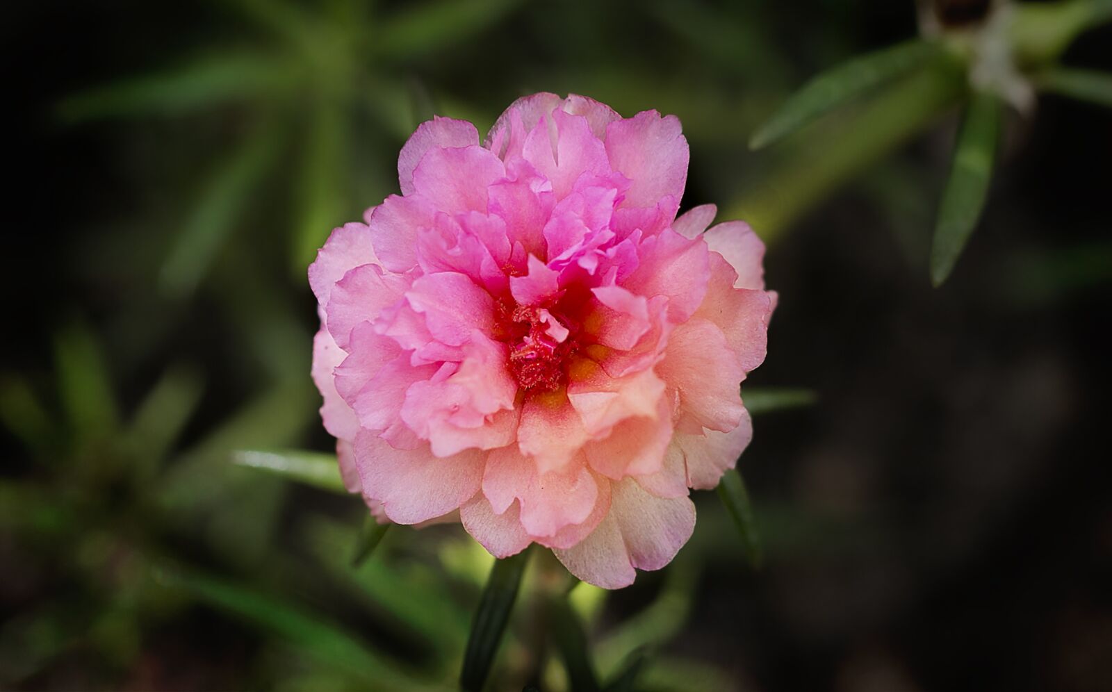 Canon EF 100mm F2.8L Macro IS USM sample photo. Nature, flower, flora photography