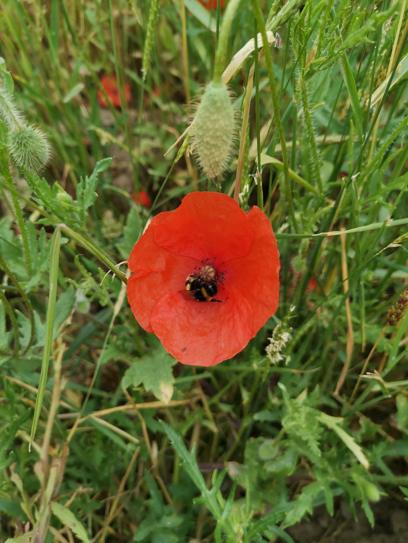 HUAWEI HMA-L29 sample photo. Poppy, bee, animal photography