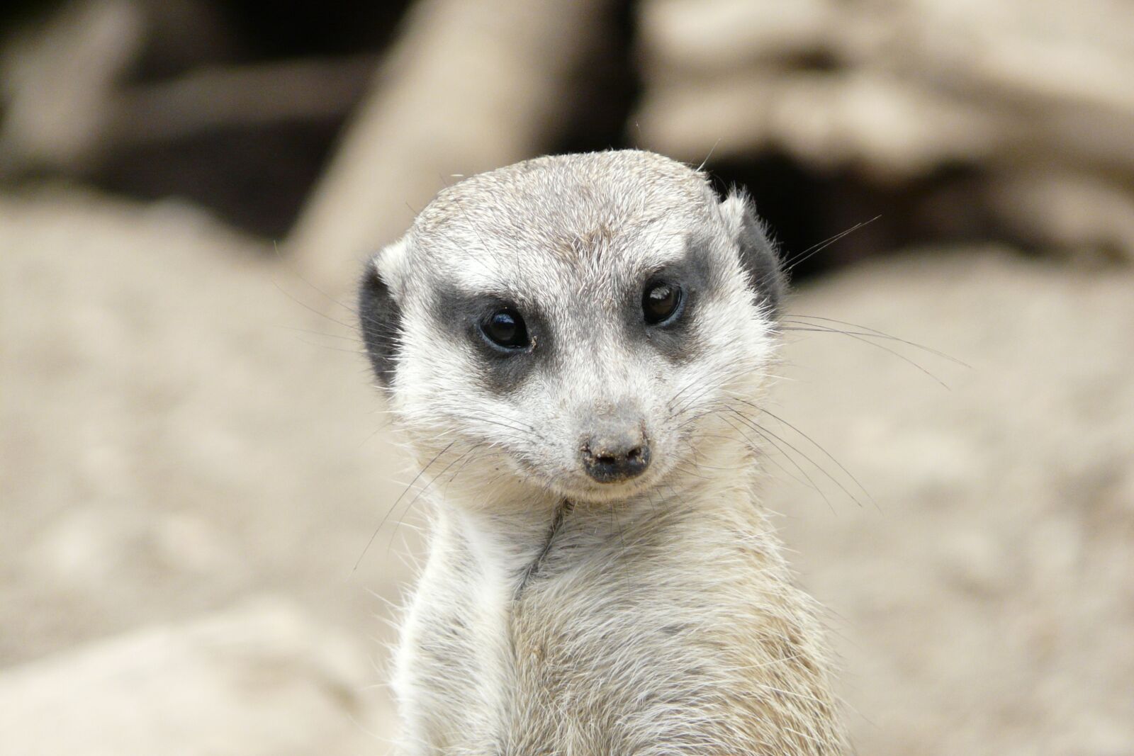 Panasonic DMC-FZ18 sample photo. Meerkat, head, friendly photography