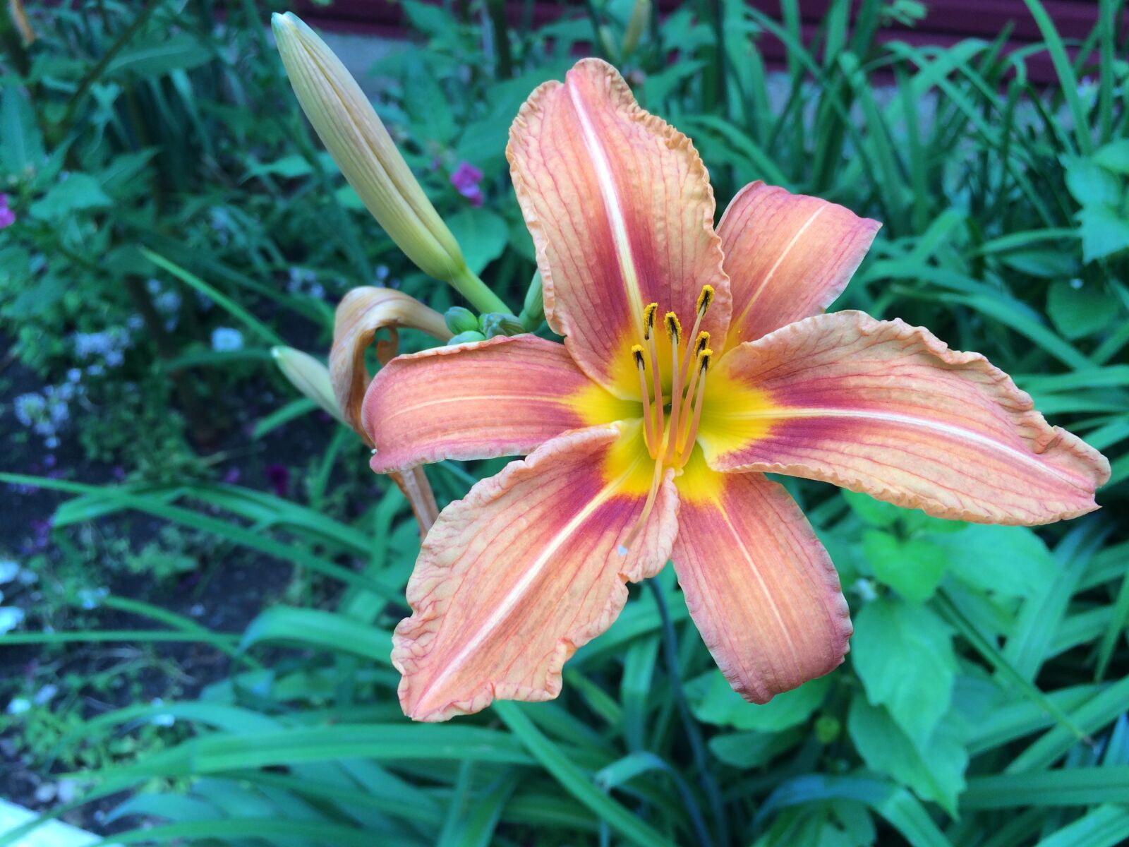 Apple iPhone 5s sample photo. Beautiful, flowers, fragrance, lily photography