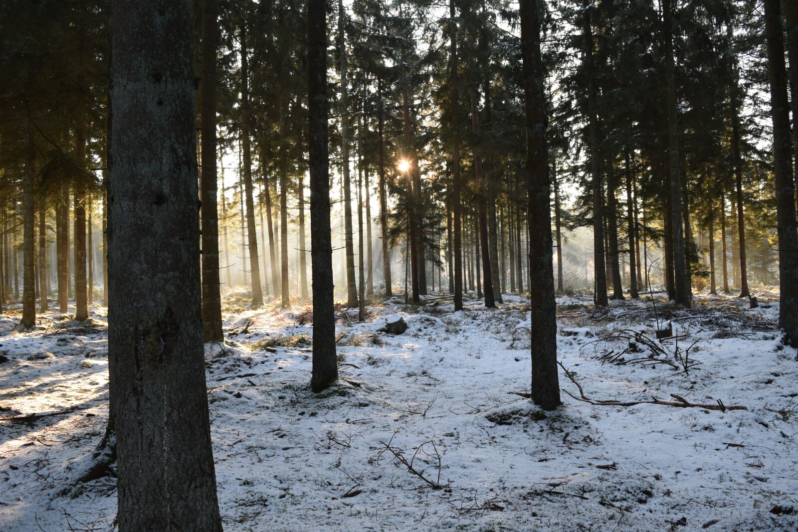 Nikon D5300 sample photo. Landscape, winter, sol photography