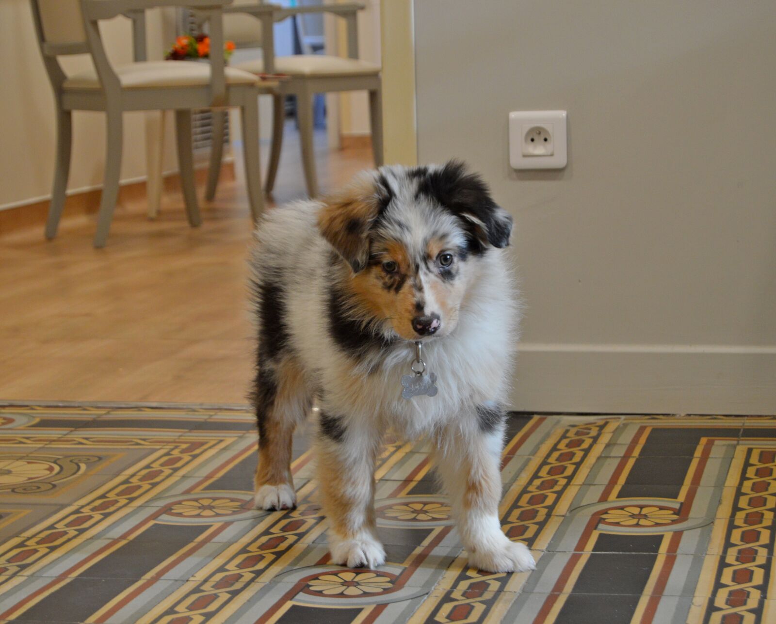 Nikon D3200 sample photo. Dog, animal, cute photography