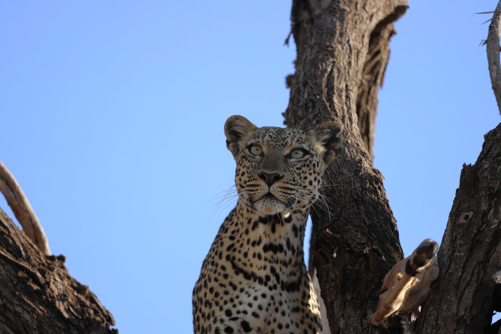 Canon EF 100-400mm F4.5-5.6L IS USM sample photo. Leopard, kenya, samburu photography