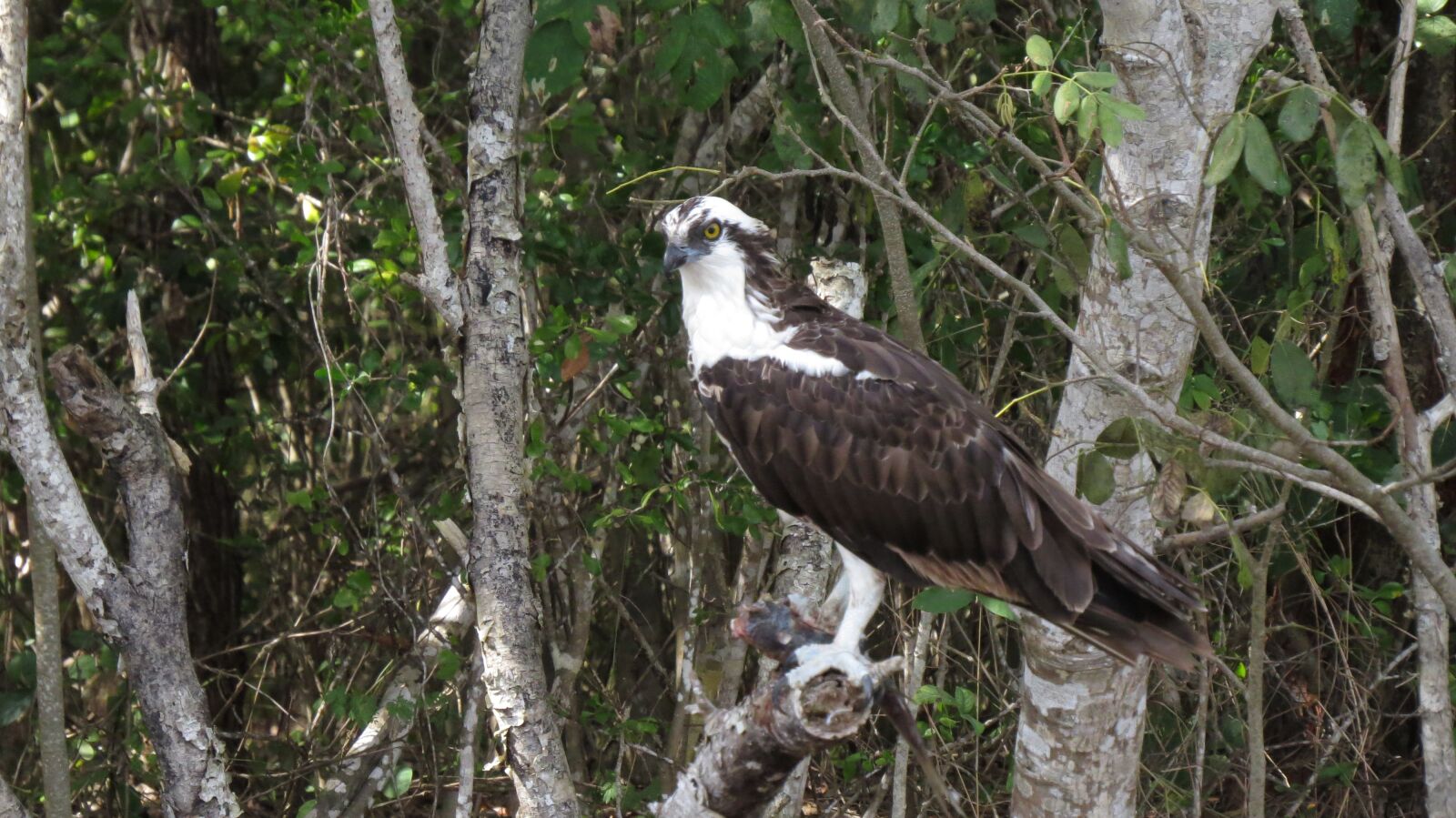 Canon PowerShot SX50 HS sample photo. Great looking osprey, feasting photography