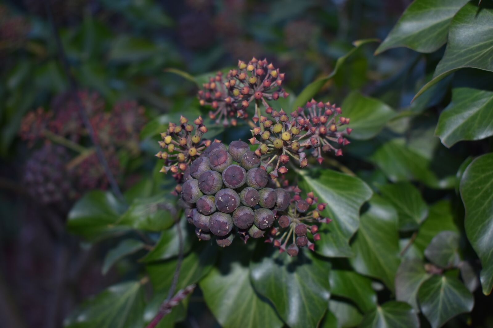 Nikon D3400 sample photo. Nature, plant, fruit photography