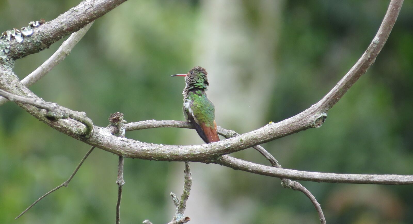 Canon PowerShot SX50 HS sample photo. Nature, ave, hummingbird photography