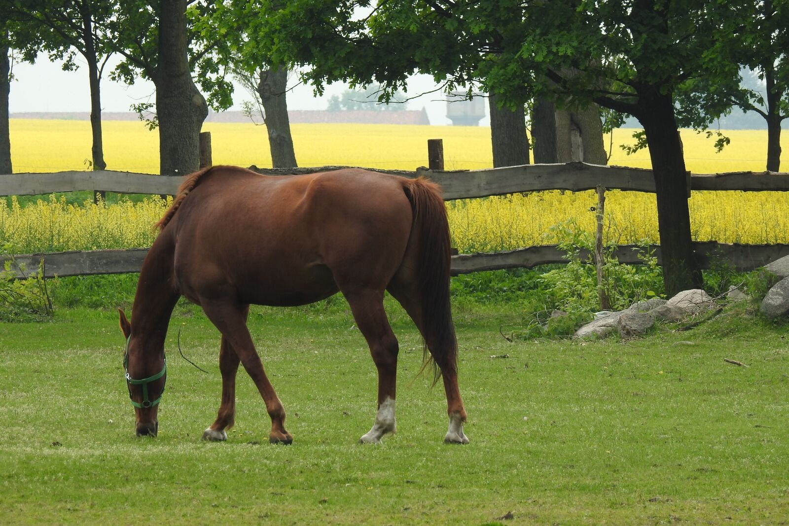 Nikon Coolpix P900 sample photo. Lawn, farm, mammals photography