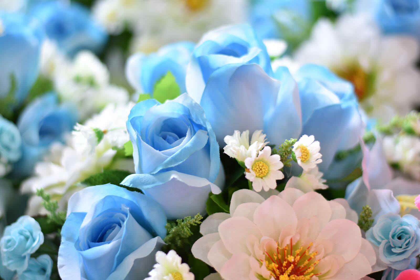 Nikon D7200 sample photo. Flower, daisy, blossom photography