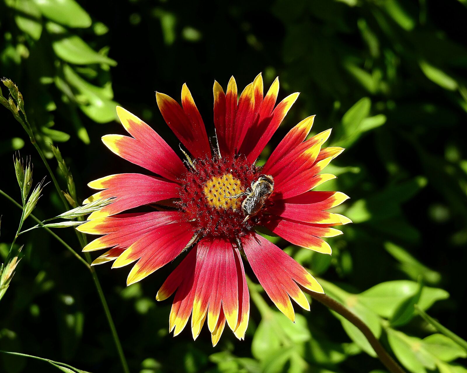 Nikon Coolpix P900 sample photo. Flower, pollination, bee photography