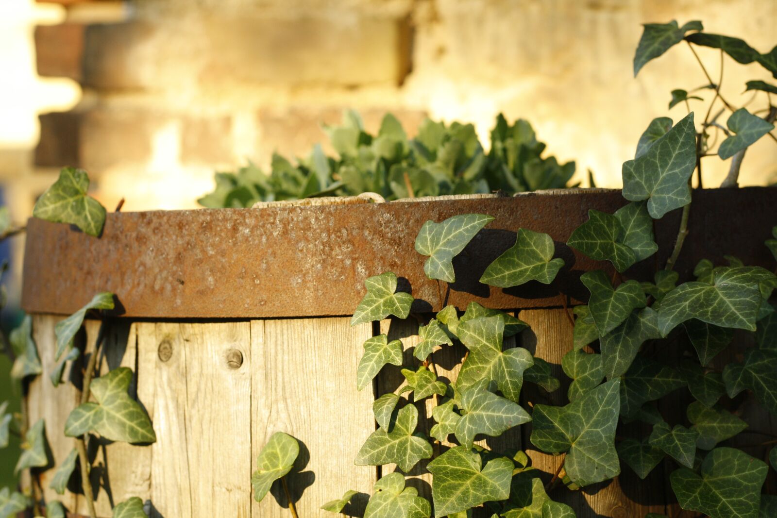 Canon EOS 1000D (EOS Digital Rebel XS / EOS Kiss F) sample photo. Wooden barrel, grape leaves photography