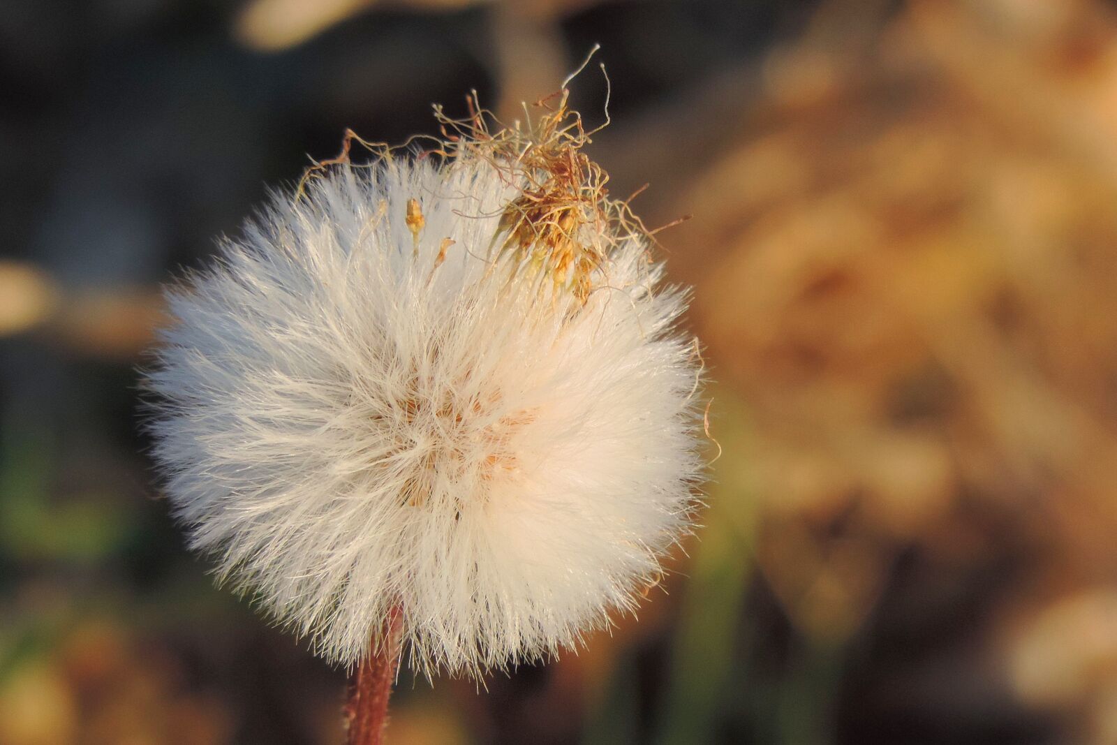 Nikon Coolpix P520 sample photo. Nature, plant, dandelion photography