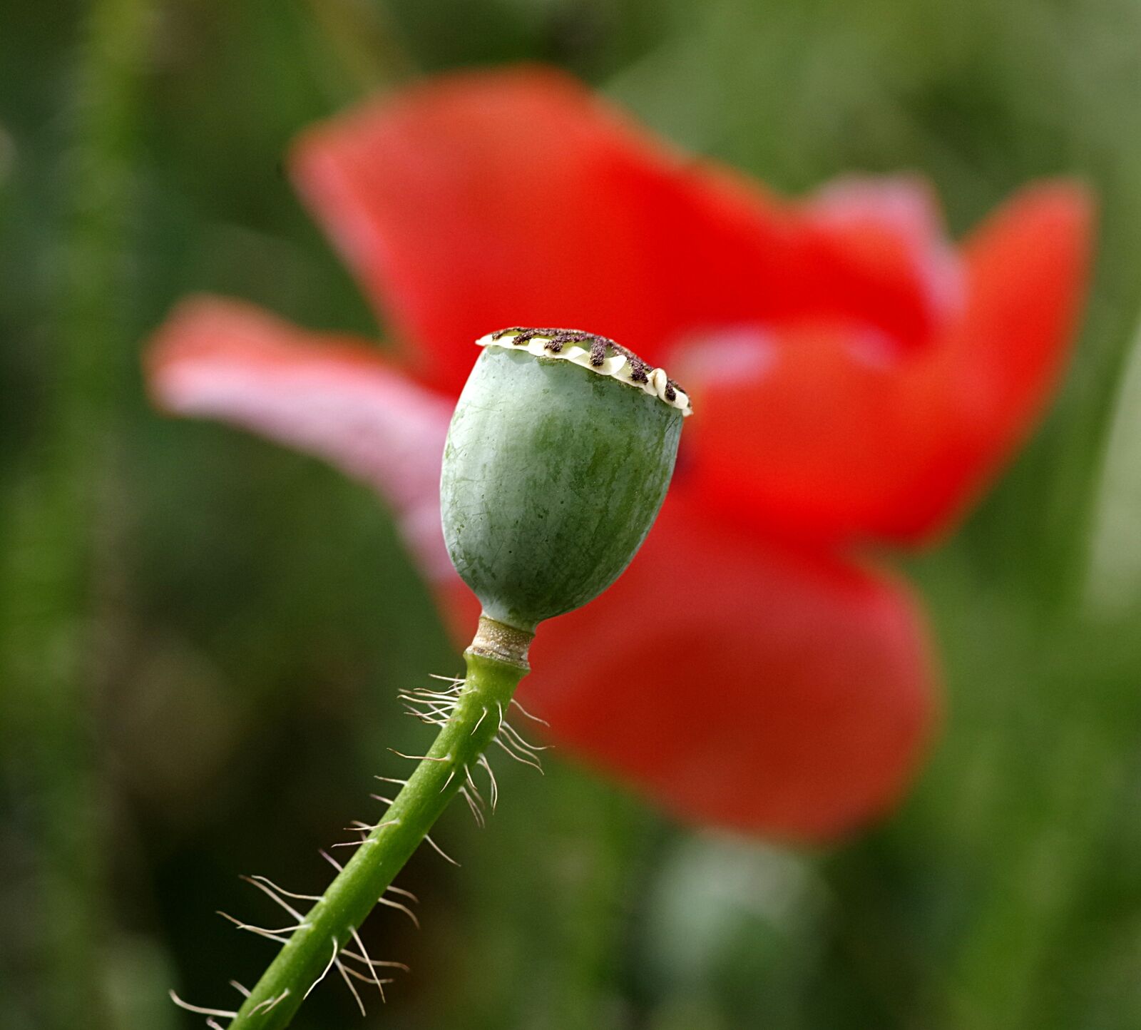 Pentax K-S2 sample photo. Makowka, poppy, grasshopper photography