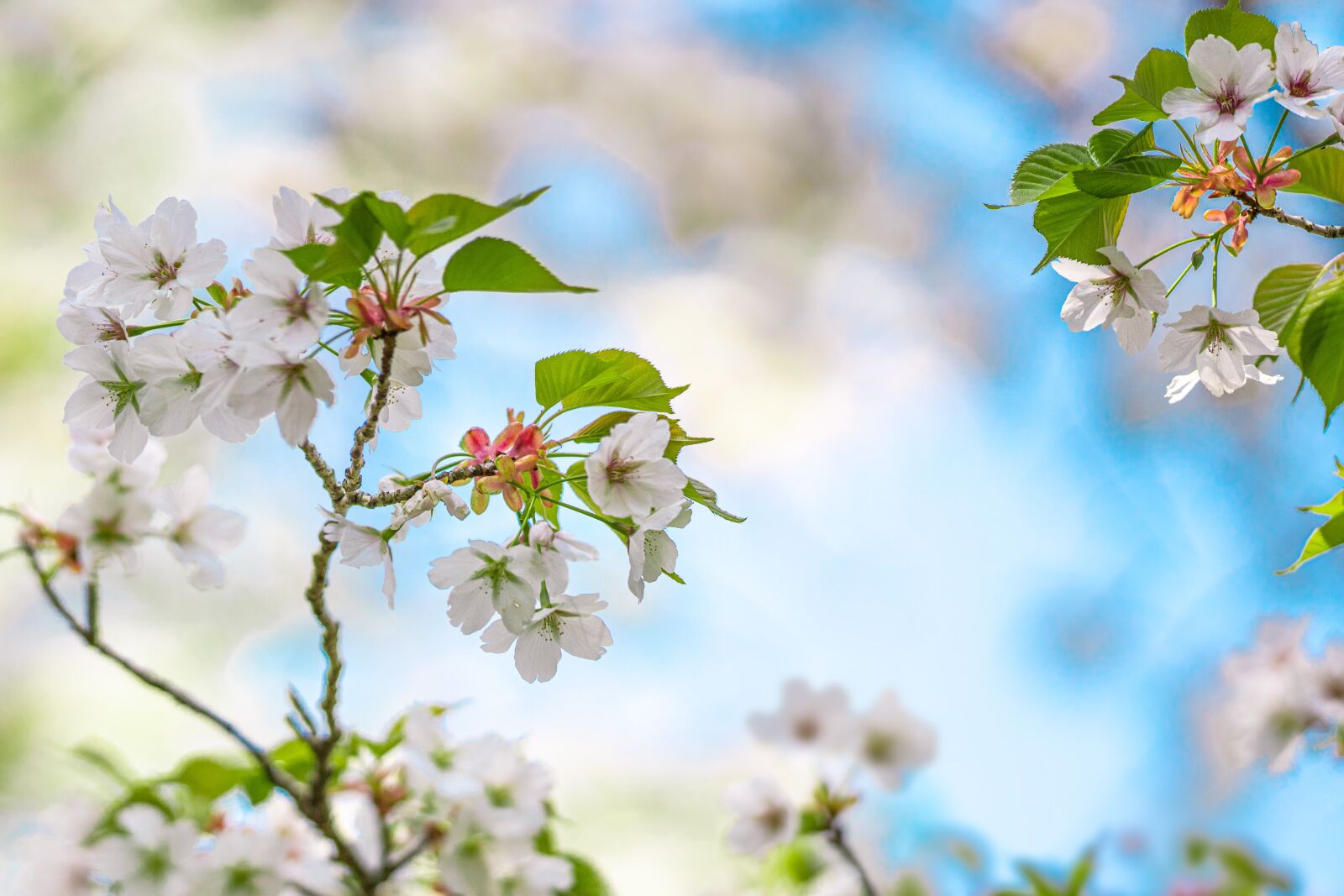 Sony a7R IV sample photo. Plant, flowers, prunus jamasakura photography