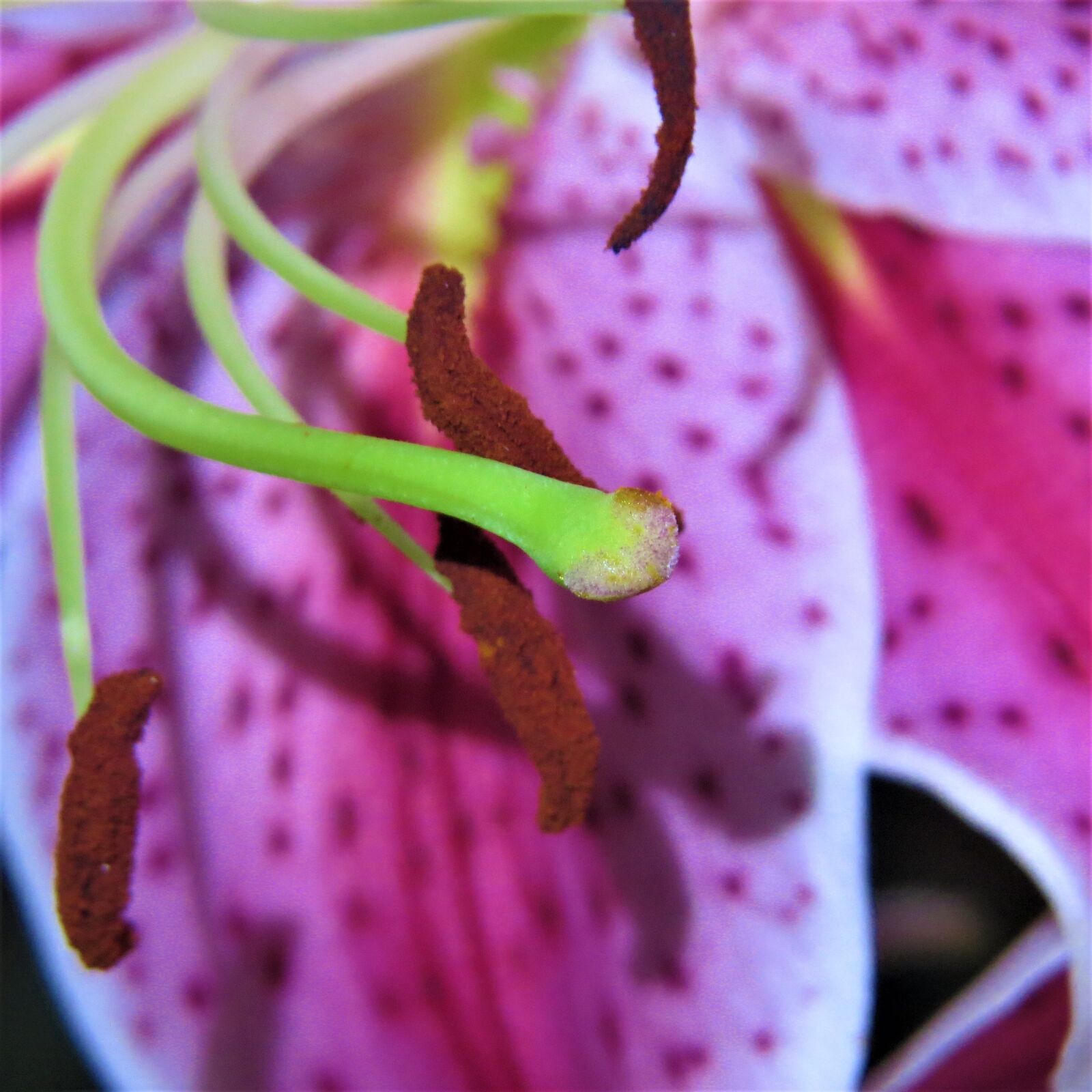 Canon PowerShot SX50 HS sample photo. Macro, purple and pink photography