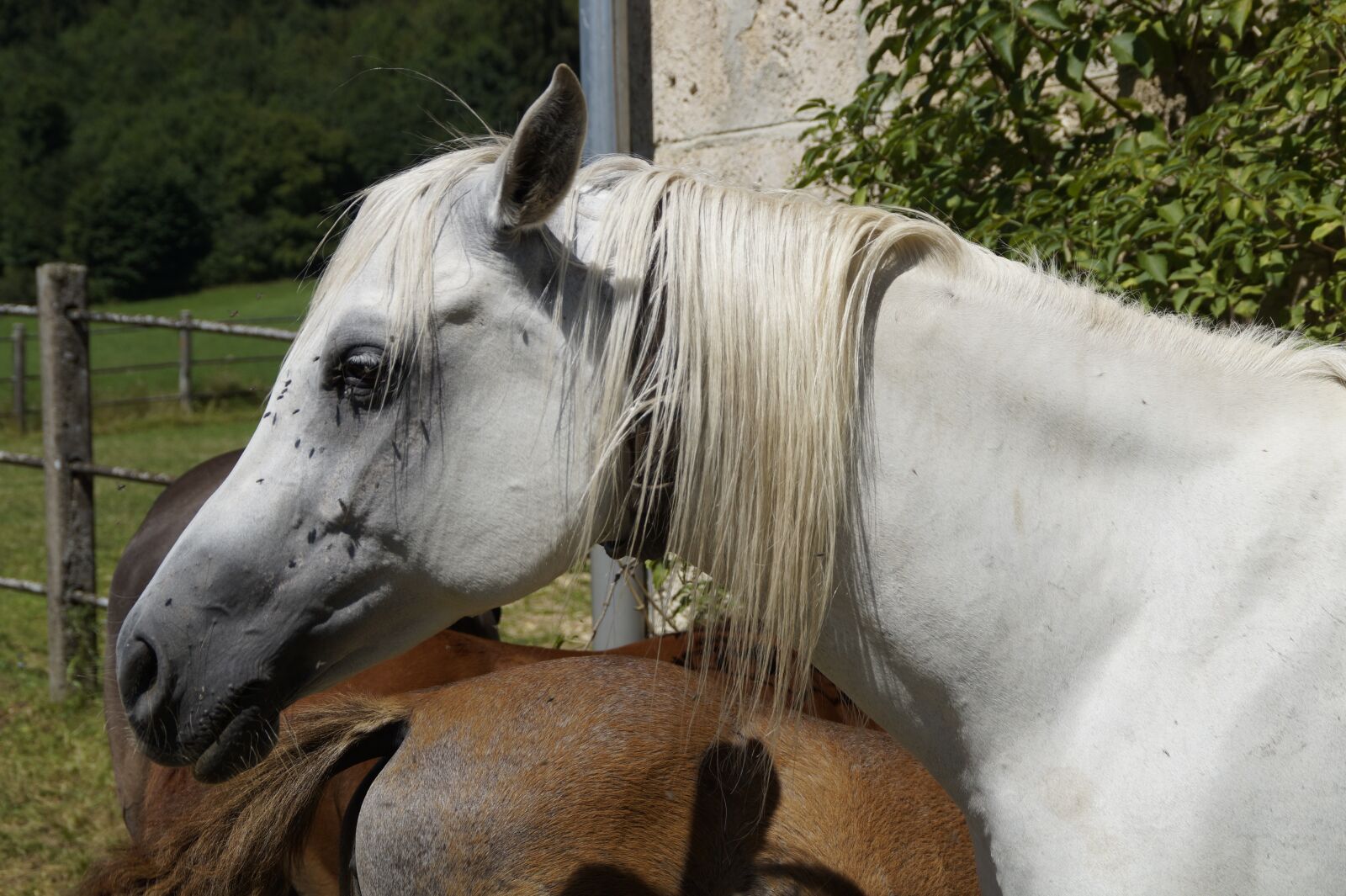 Sony SLT-A58 sample photo. Horse head, summer, fly photography