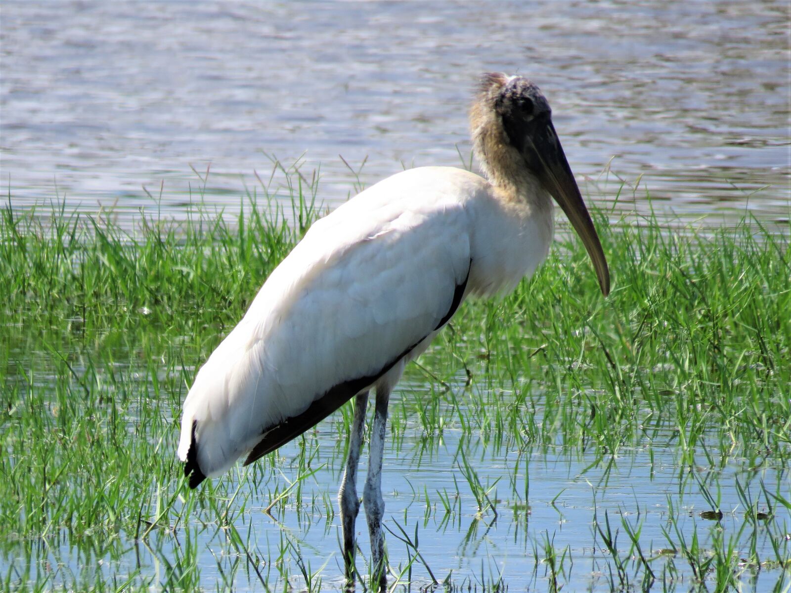 Canon PowerShot SX60 HS sample photo. Stork, swamp bird, birding photography