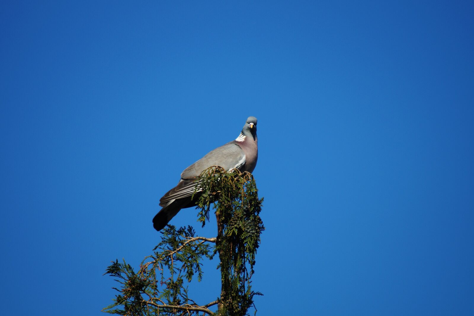 Sony SLT-A58 sample photo. Animal, avian, beak, bird photography