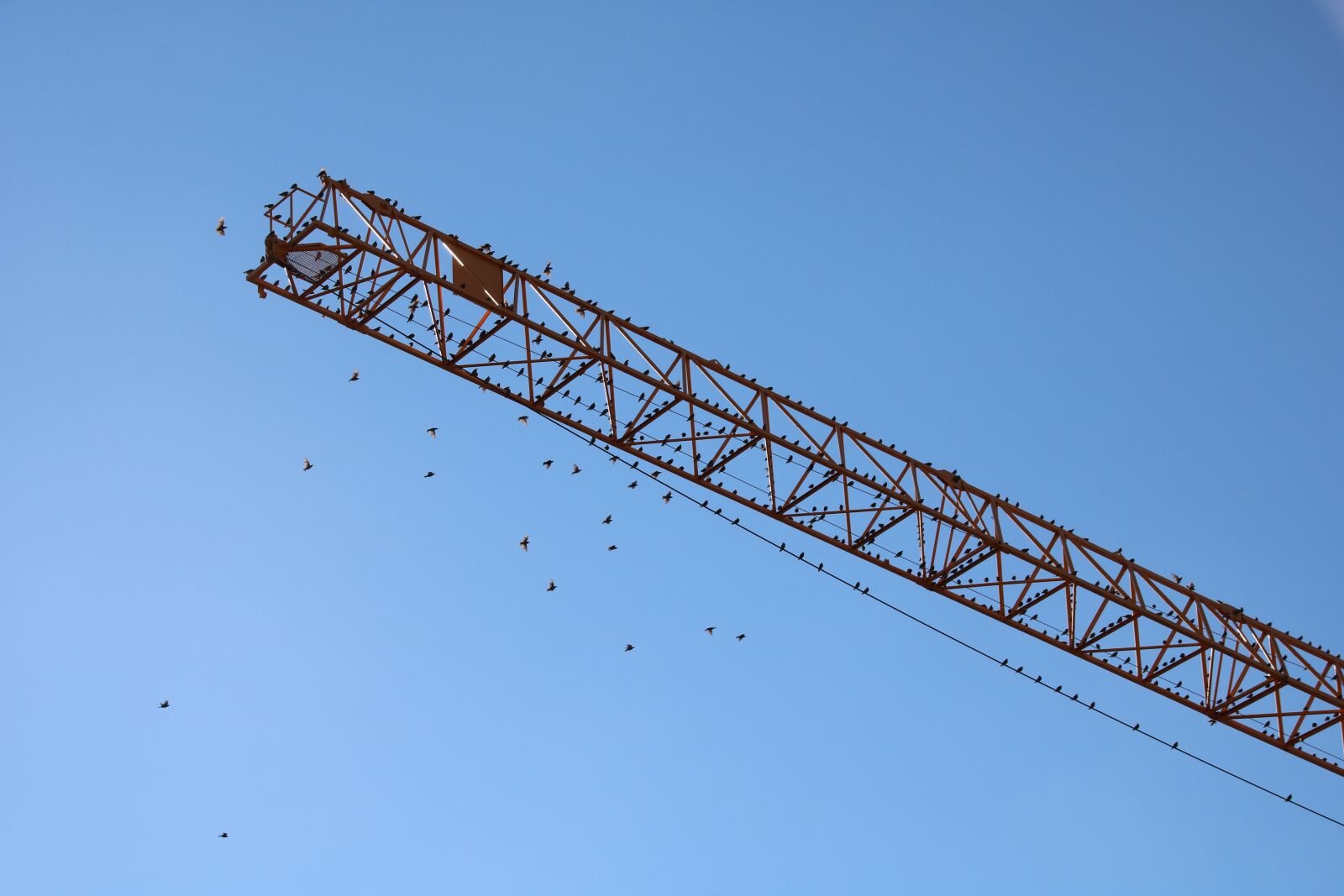 Canon EOS 750D (EOS Rebel T6i / EOS Kiss X8i) sample photo. Crane, birds, swarm photography