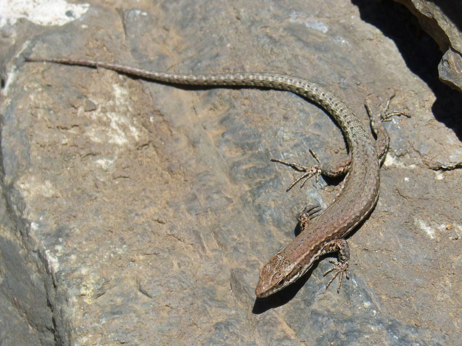 Panasonic DMC-FZ62 sample photo. Lizard, rock, pyrenee catalunya photography