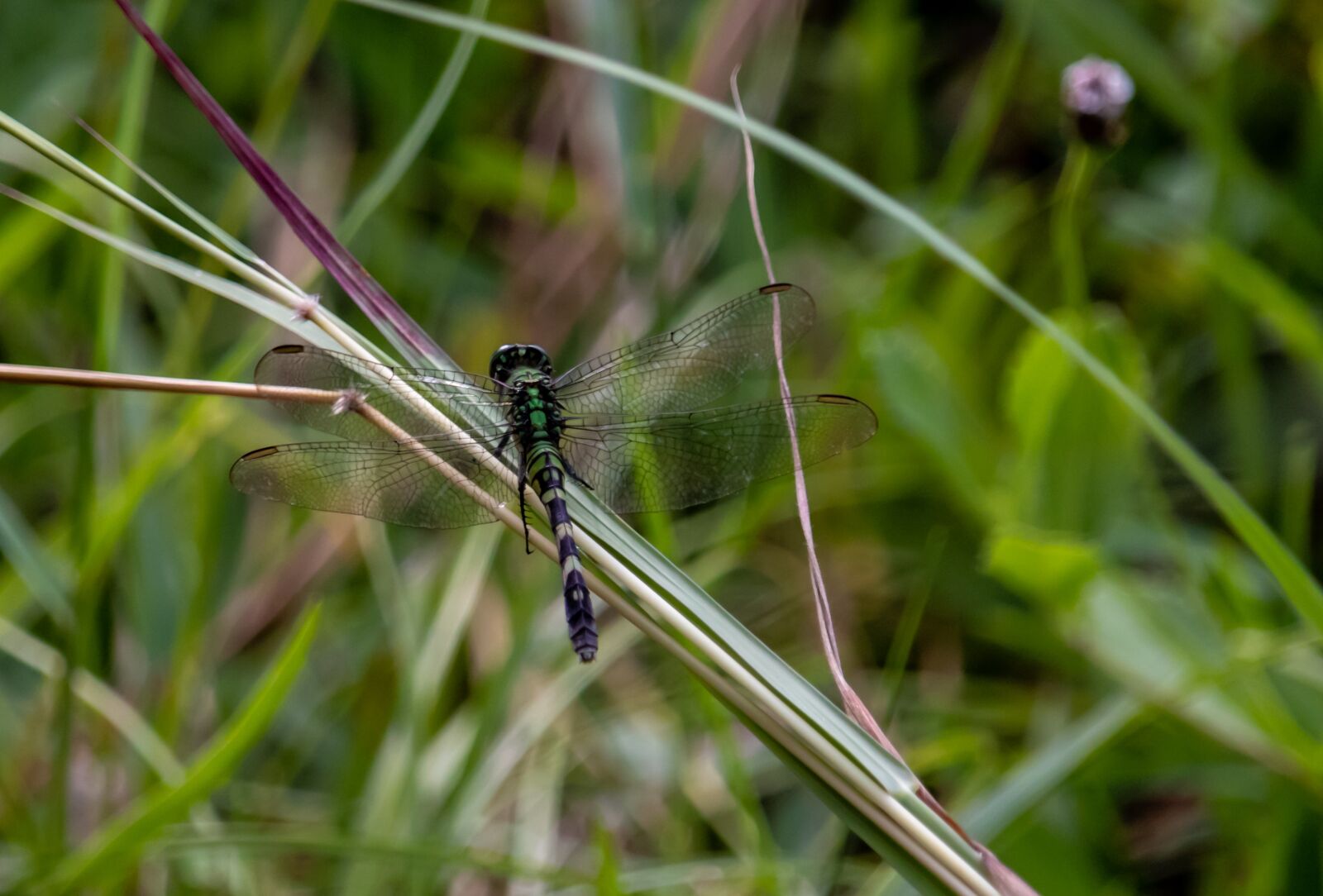 Canon EOS 200D (EOS Rebel SL2 / EOS Kiss X9) sample photo. Dragonfly, wings, grass photography