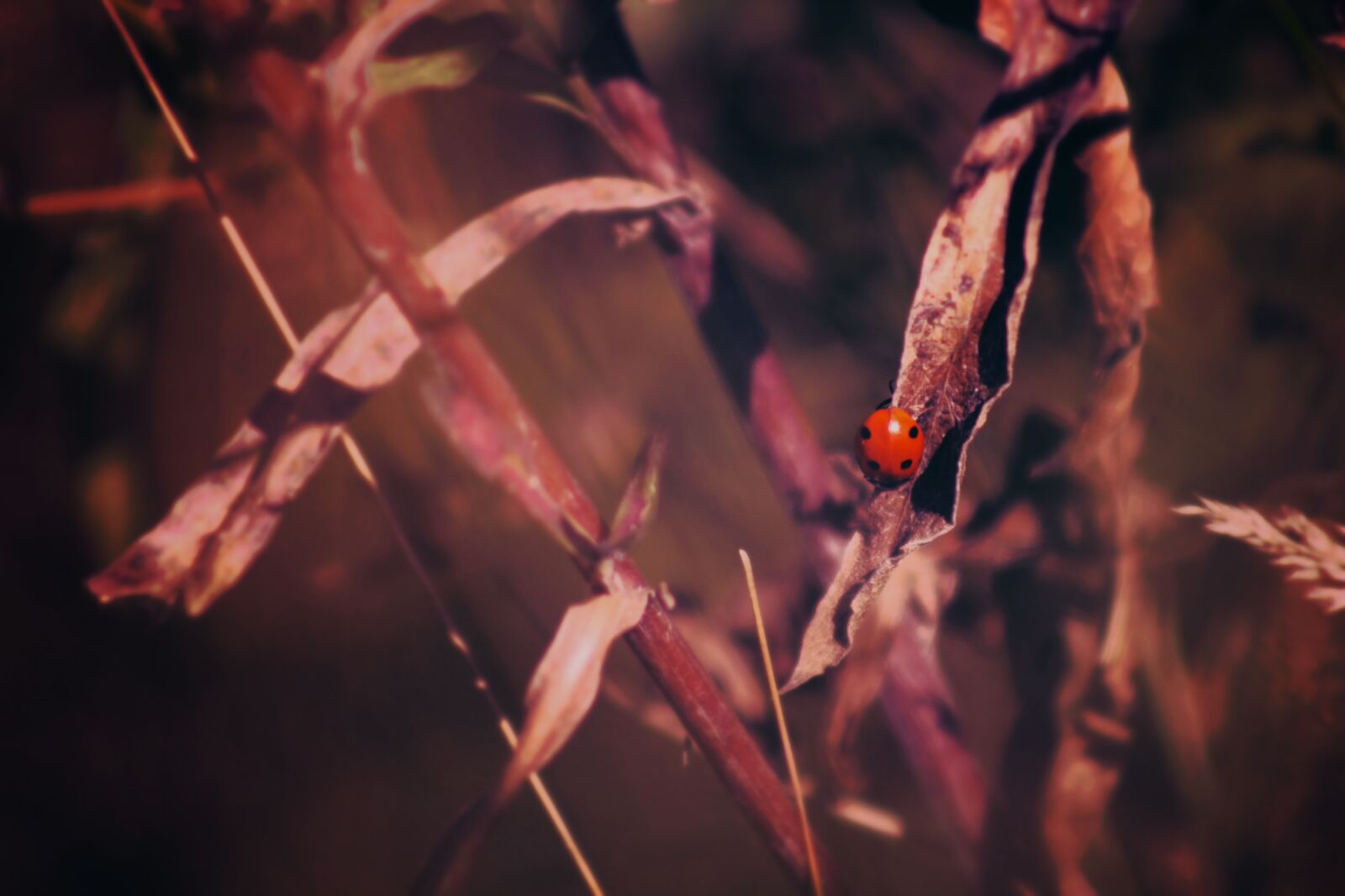 Canon EOS 550D (EOS Rebel T2i / EOS Kiss X4) sample photo. Plant, blur, red photography