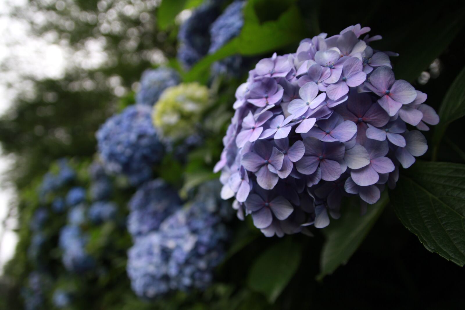Canon EOS 7D sample photo. Hydrangea, plant, flowers photography
