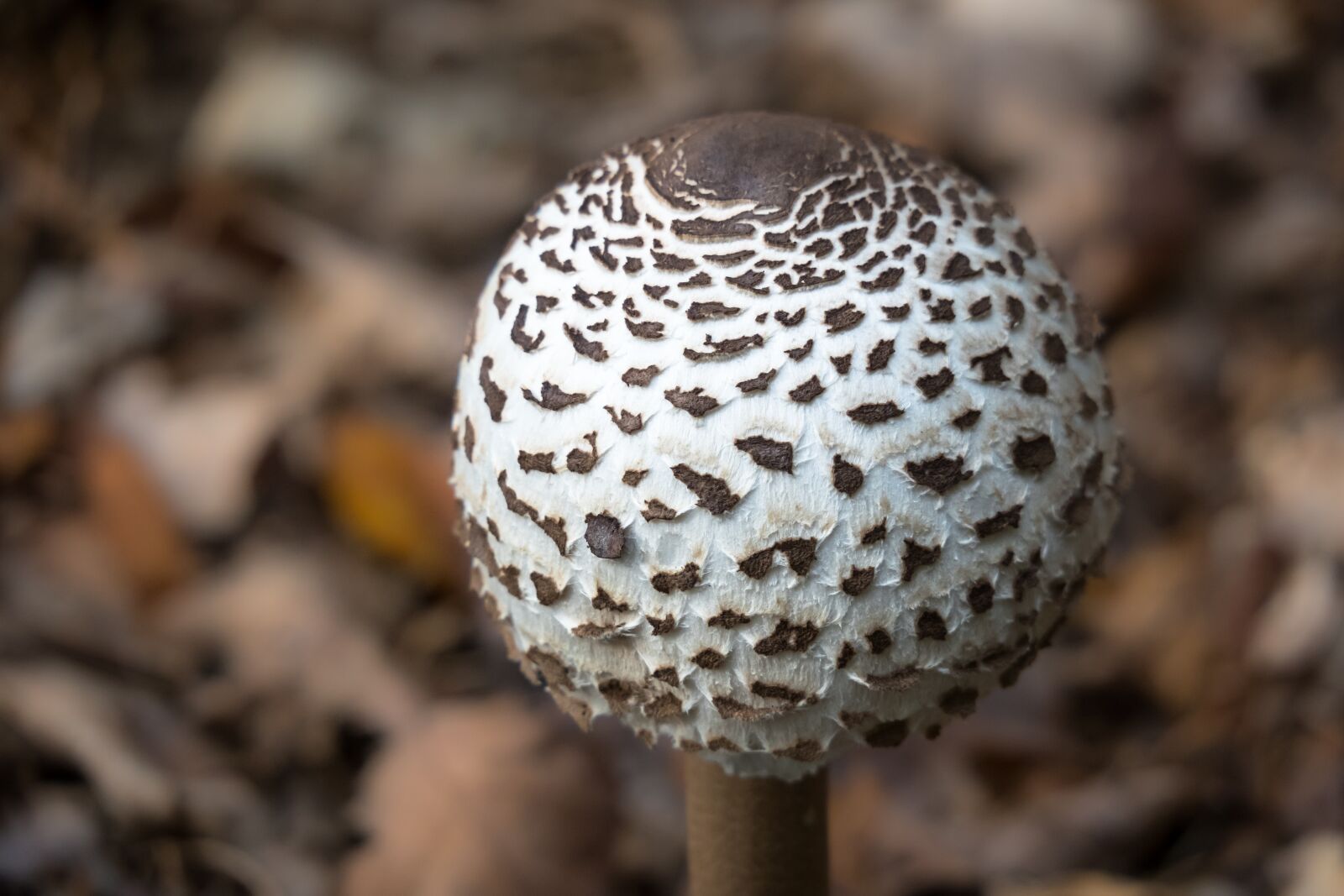 Canon PowerShot G3 X sample photo. Parasol, schirmling, mushroom photography