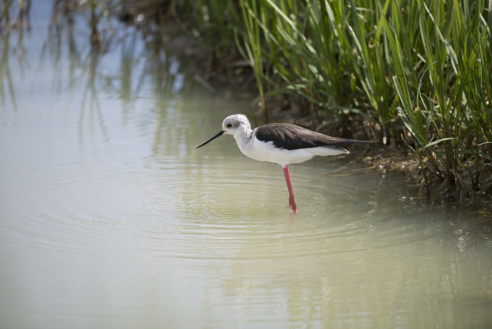 Nikon D800 sample photo. Stilt, bird, field birds photography