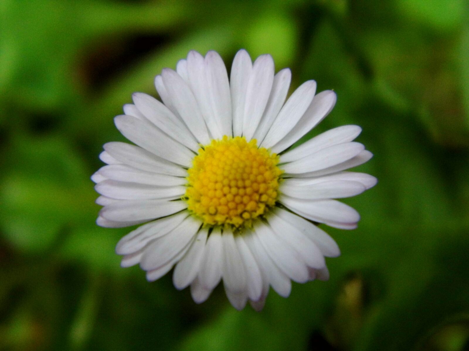 Benq GH600 sample photo. Daisy, flower, white photography