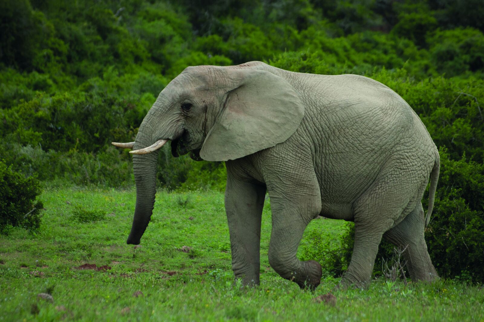 Nikon D70s sample photo. Elephant, south africa, nature photography