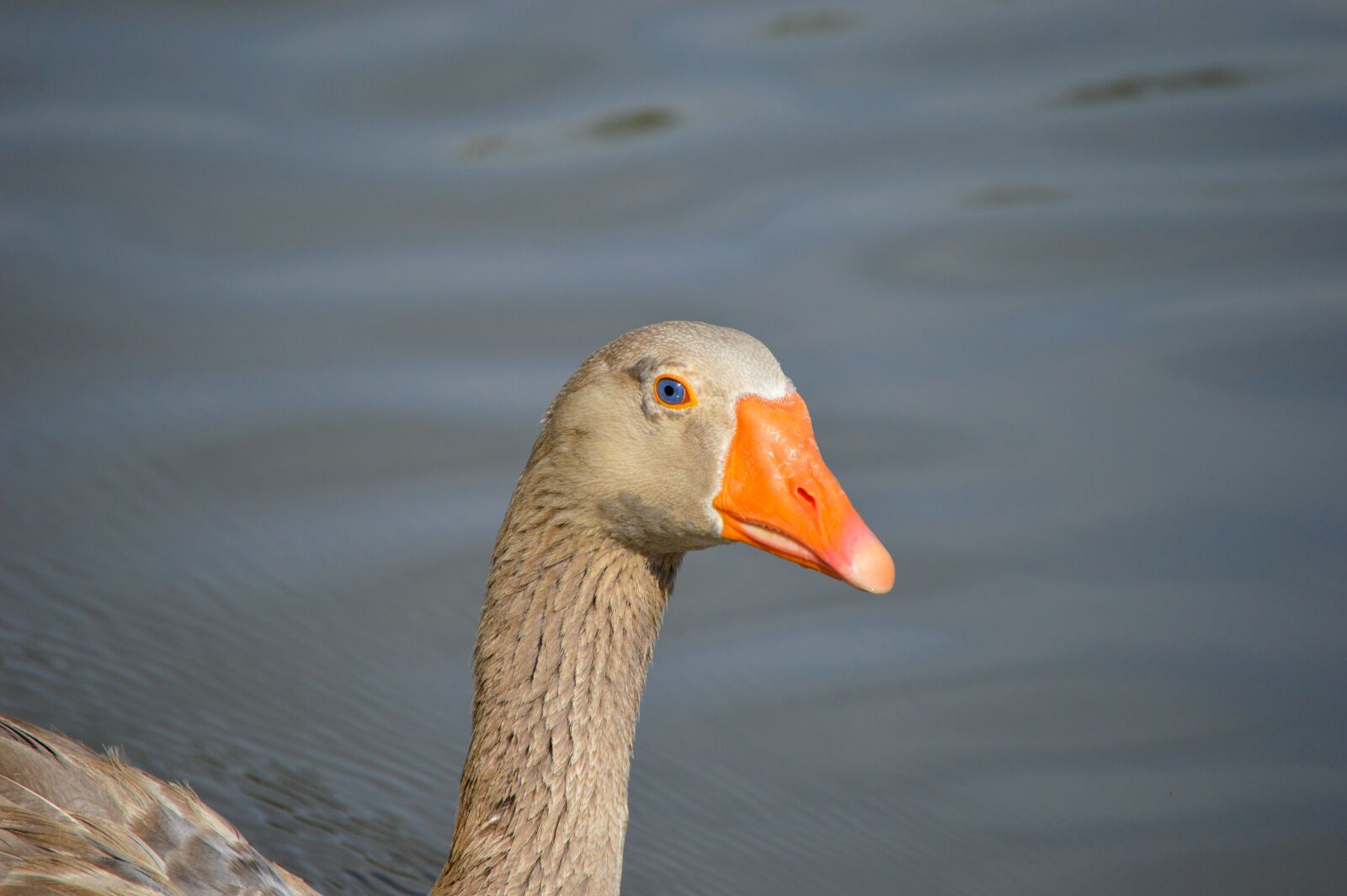 Nikon D3200 sample photo. Duck, ducks, animal photography