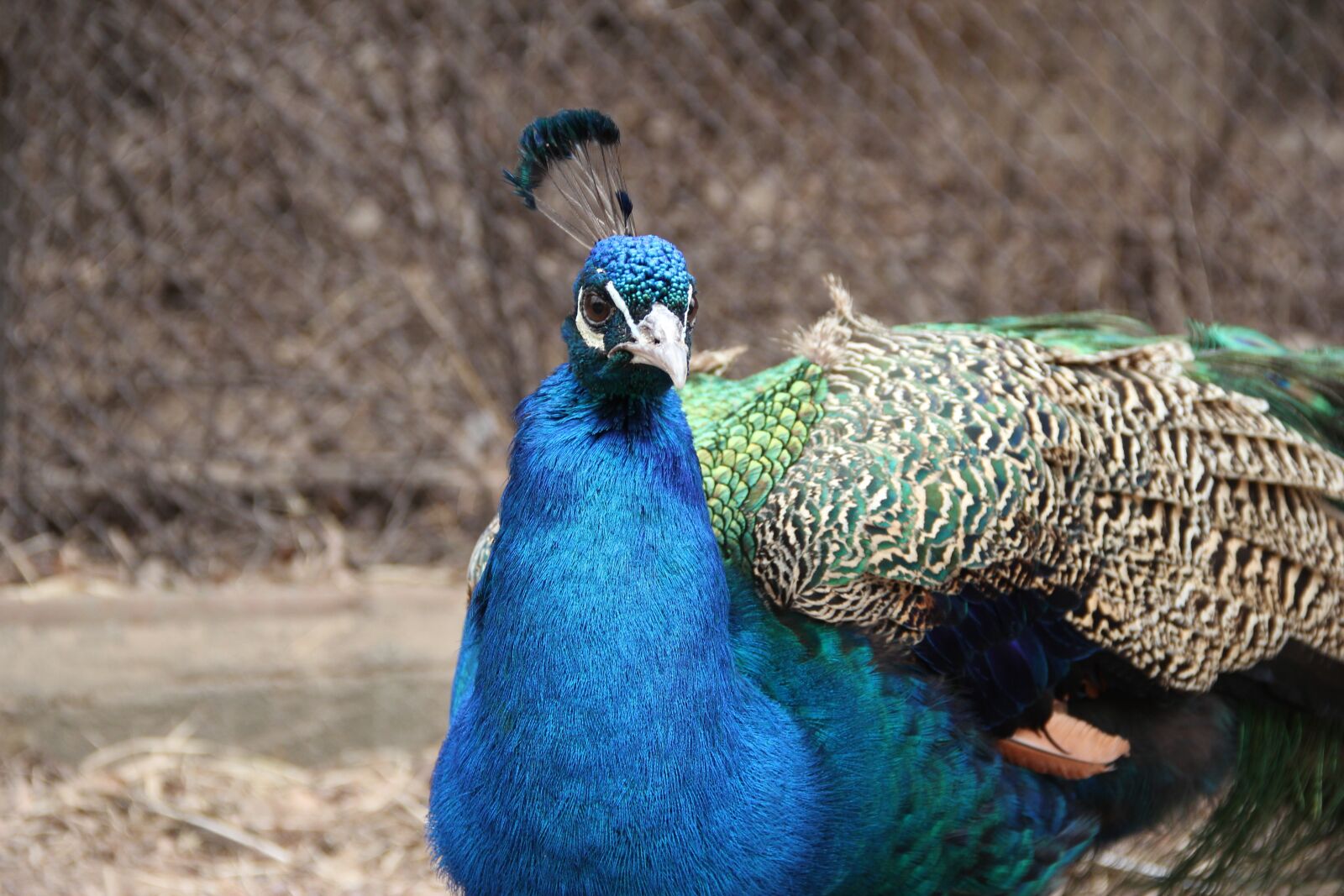 Canon EOS 550D (EOS Rebel T2i / EOS Kiss X4) sample photo. Peacock, feather, blue photography